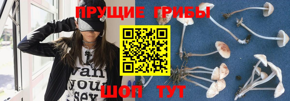Кингисепп  Псилоцибиновые грибы Magic Shrooms  как найти   Вход с VPN  Псилоцибиновые грибы MAGIC MUSHROOMS 