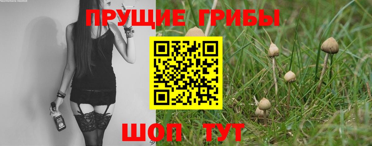 Псилоцибиновые грибы Psilocybe Кингисепп